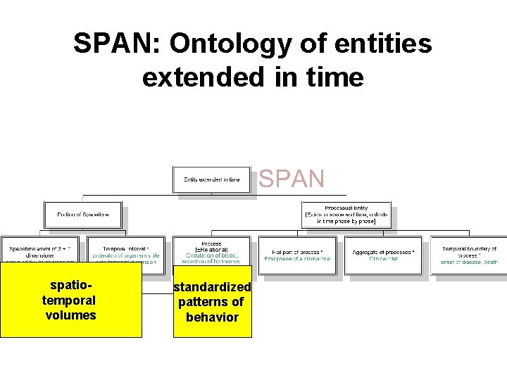 SPAN: Ontology of entities extended in time spatiotemporal volumes standardized patterns of behavior 