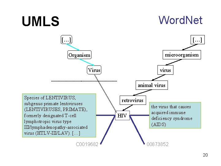 UMLS Word. Net […] microorganism Organism virus Virus animal virus Species of LENTIVIRUS, subgenus