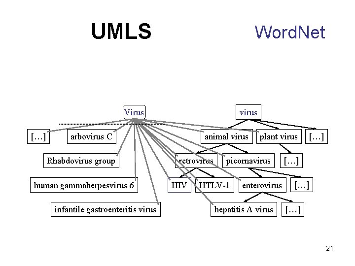 UMLS Word. Net virus Virus […] arbovirus C Rhabdovirus group human gammaherpesvirus 6 infantile