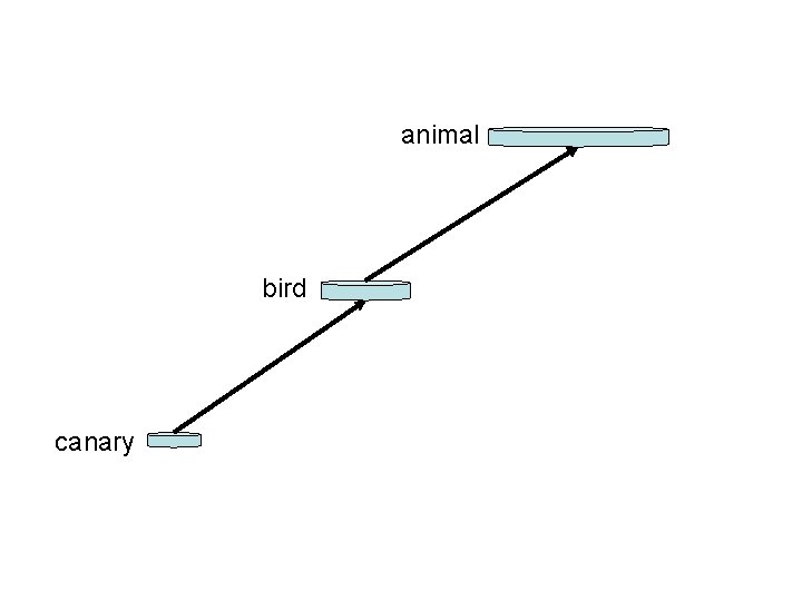 From Species to Genera animal bird canary 