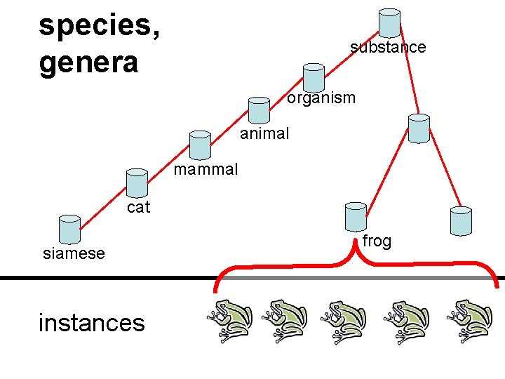 species, genera substance organism animal mammal cat siamese instances frog 