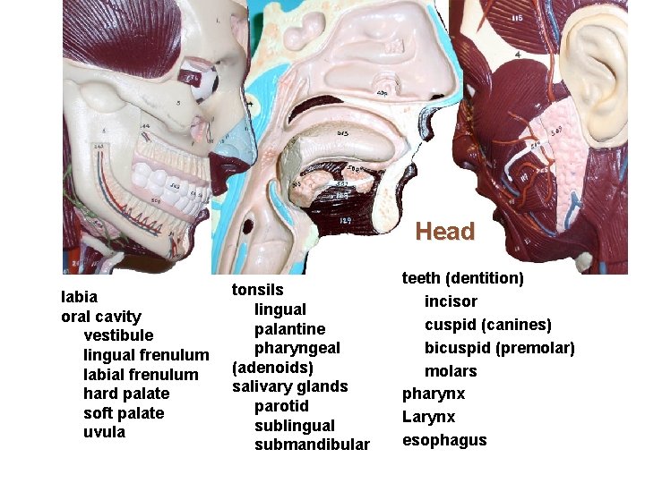 Head labia oral cavity vestibule lingual frenulum labial frenulum hard palate soft palate uvula