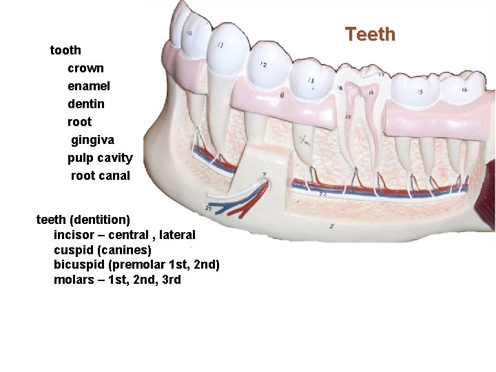 tooth crown enamel dentin root gingiva pulp cavity root canal teeth (dentition) incisor –