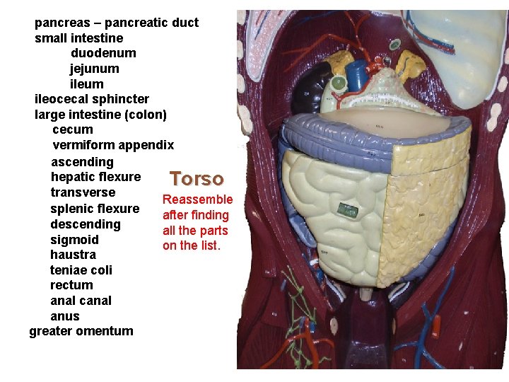 pancreas – pancreatic duct small intestine duodenum jejunum ileum ileocecal sphincter large intestine (colon)
