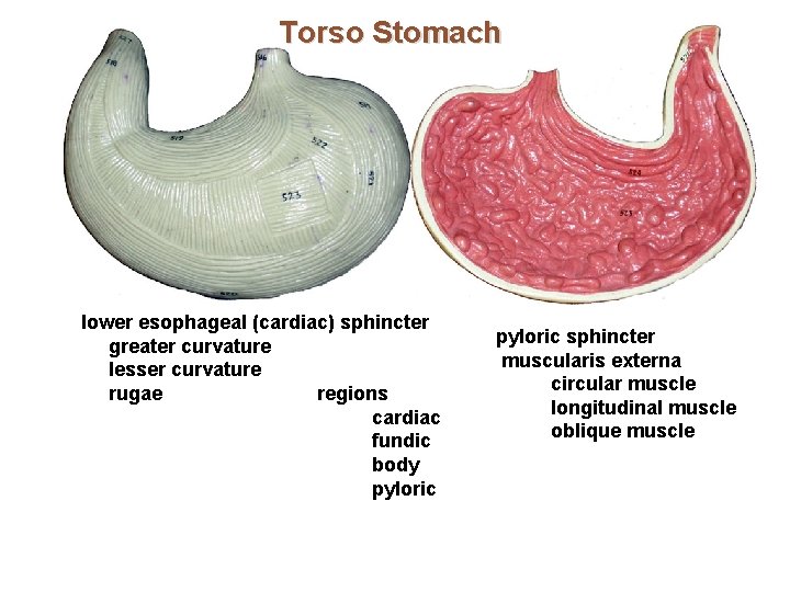 Torso Stomach lower esophageal (cardiac) sphincter greater curvature lesser curvature rugae regions cardiac fundic