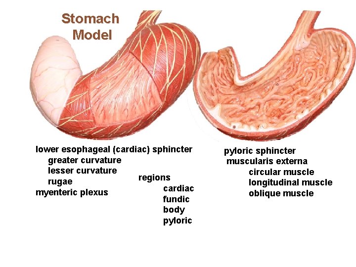 Stomach Model lower esophageal (cardiac) sphincter greater curvature lesser curvature regions rugae cardiac myenteric