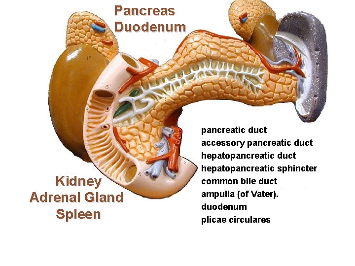 Pancreas Duodenum Kidney Adrenal Gland Spleen pancreatic duct accessory pancreatic duct hepatopancreatic sphincter common