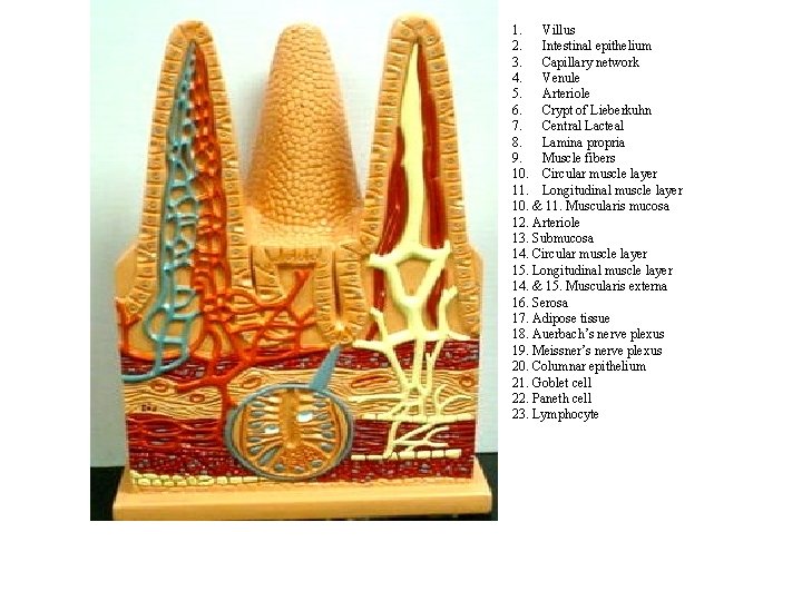 1. Villus 2. Intestinal epithelium 3. Capillary network 4. Venule 5. Arteriole 6. Crypt