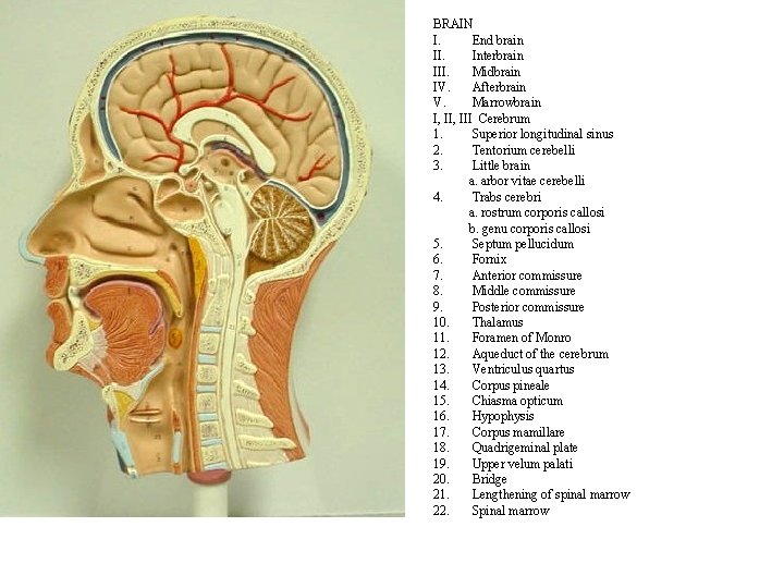 BRAIN I. End brain II. Interbrain III. Midbrain IV. Afterbrain V. Marrowbrain I, III