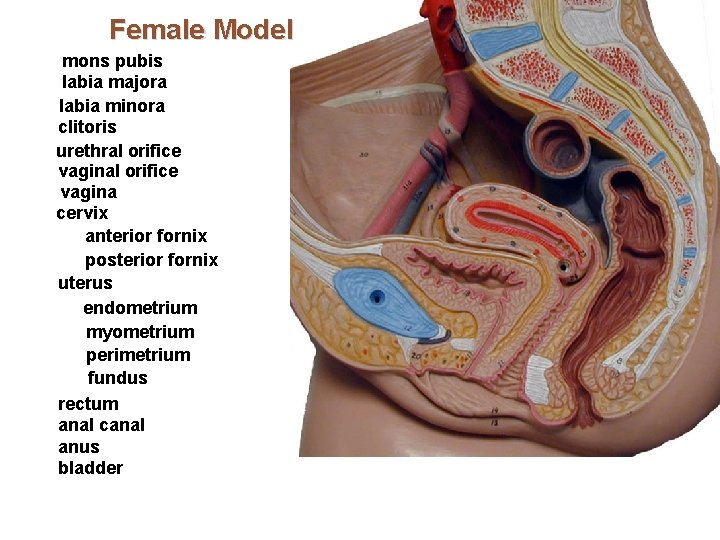 Female Model mons pubis labia majora labia minora clitoris urethral orifice vagina cervix anterior