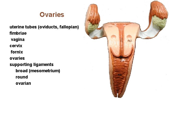 Ovaries uterine tubes (oviducts, fallopian) fimbriae vagina cervix fornix ovaries supporting ligaments broad (mesometrium)