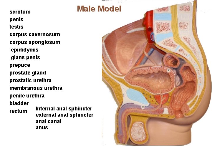 Male Model scrotum penis testis corpus cavernosum corpus spongiosum epididymis glans penis prepuce prostate