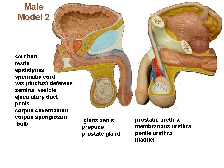 Male Model 2 scrotum testis epididymis spermatic cord vas (ductus) deferens seminal vesicle ejaculatory