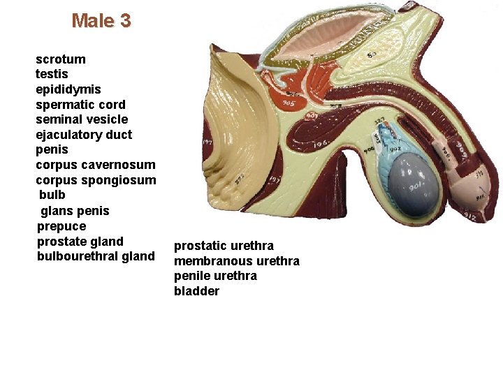 Male 3 scrotum testis epididymis spermatic cord seminal vesicle ejaculatory duct penis corpus cavernosum