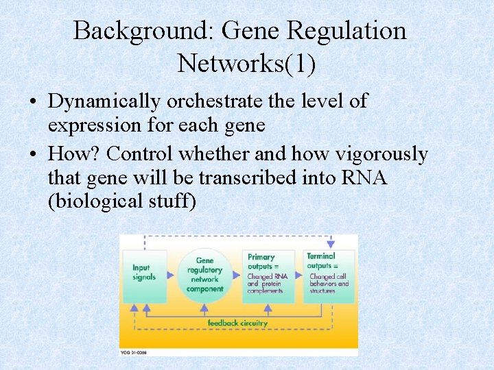 Background: Gene Regulation Networks(1) • Dynamically orchestrate the level of expression for each gene