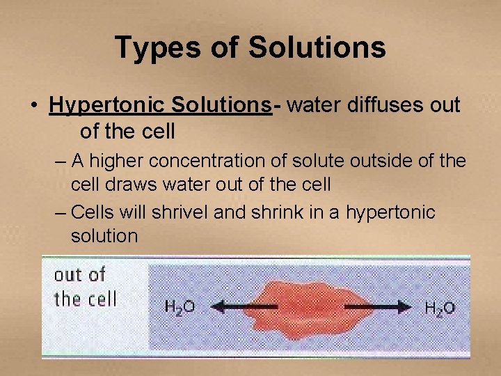 Types of Solutions • Hypertonic Solutions- water diffuses out of the cell – A