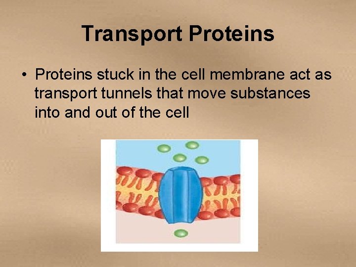 Transport Proteins • Proteins stuck in the cell membrane act as transport tunnels that