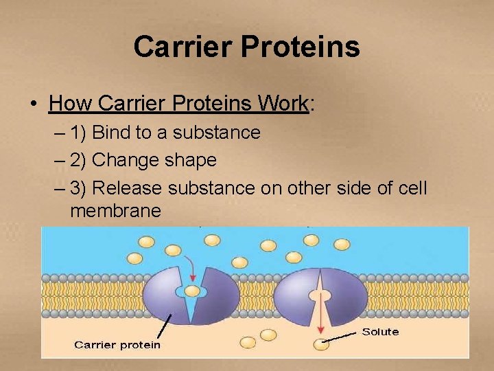Carrier Proteins • How Carrier Proteins Work: – 1) Bind to a substance –