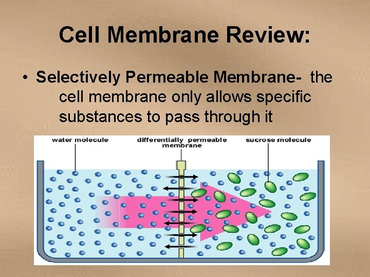 Cell Membrane Review: • Selectively Permeable Membrane- the cell membrane only allows specific substances