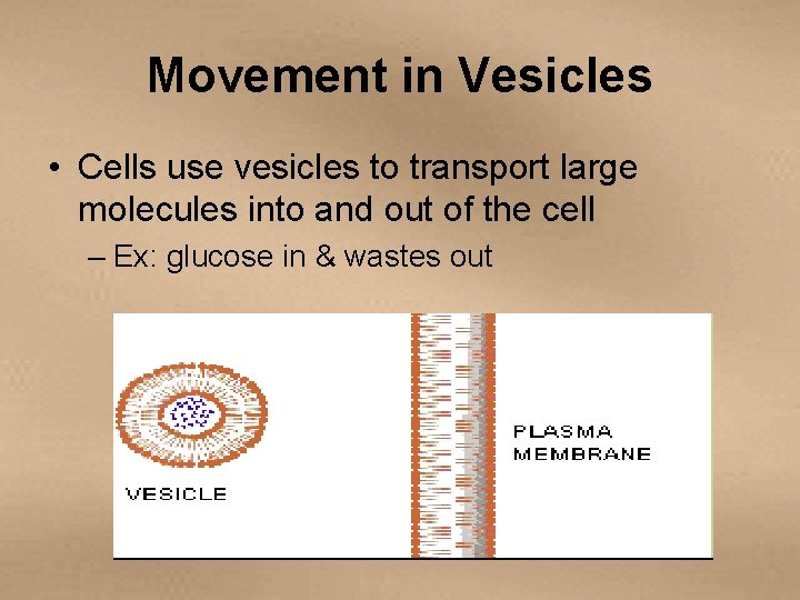 Movement in Vesicles • Cells use vesicles to transport large molecules into and out