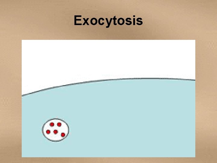 Exocytosis 