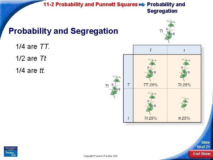 11 -2 Probability and Punnett Squares Probability and Segregation 1/4 are TT. 1/2 are