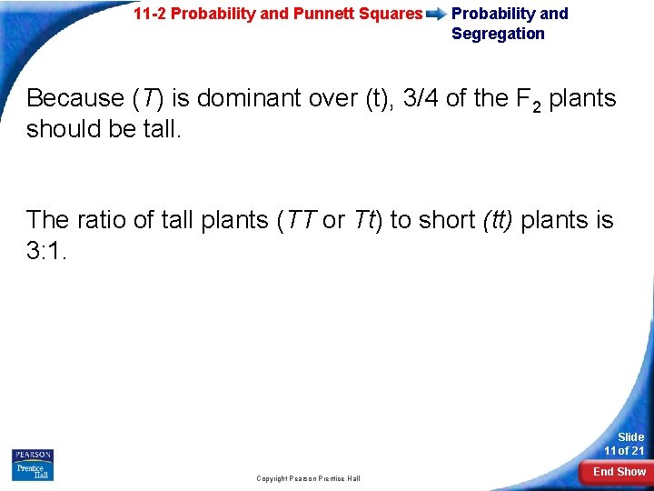 11 -2 Probability and Punnett Squares Probability and Segregation Because (T) is dominant over