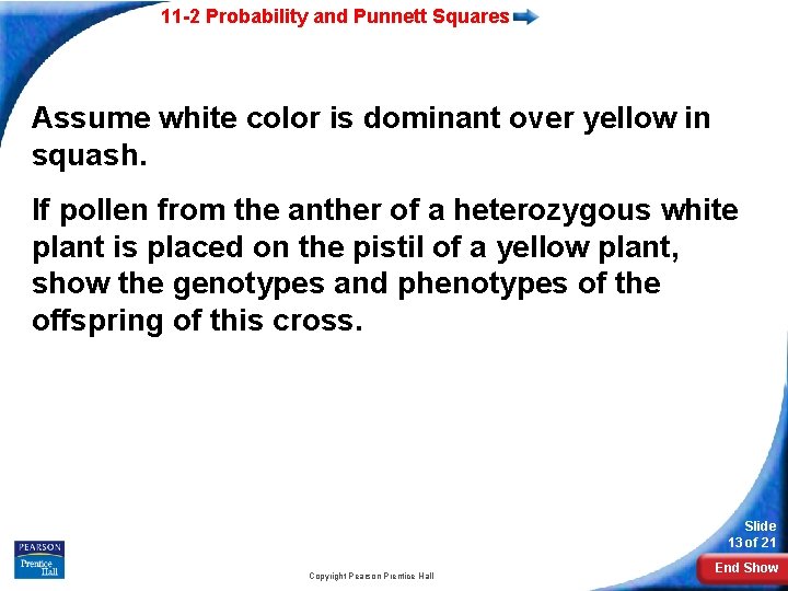 11 -2 Probability and Punnett Squares Assume white color is dominant over yellow in