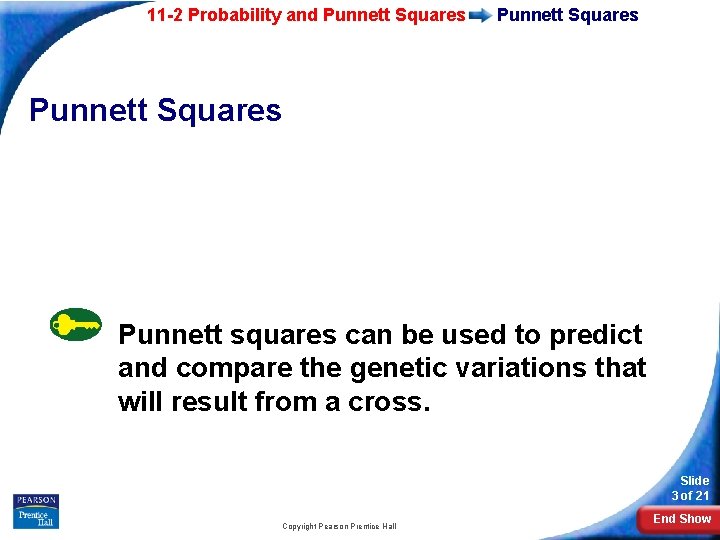 11 -2 Probability and Punnett Squares Punnett squares can be used to predict and