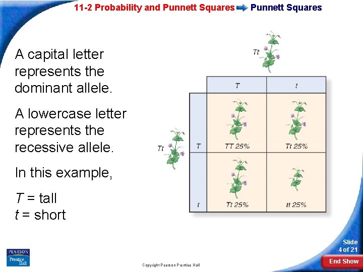 11 -2 Probability and Punnett Squares A capital letter represents the dominant allele. A