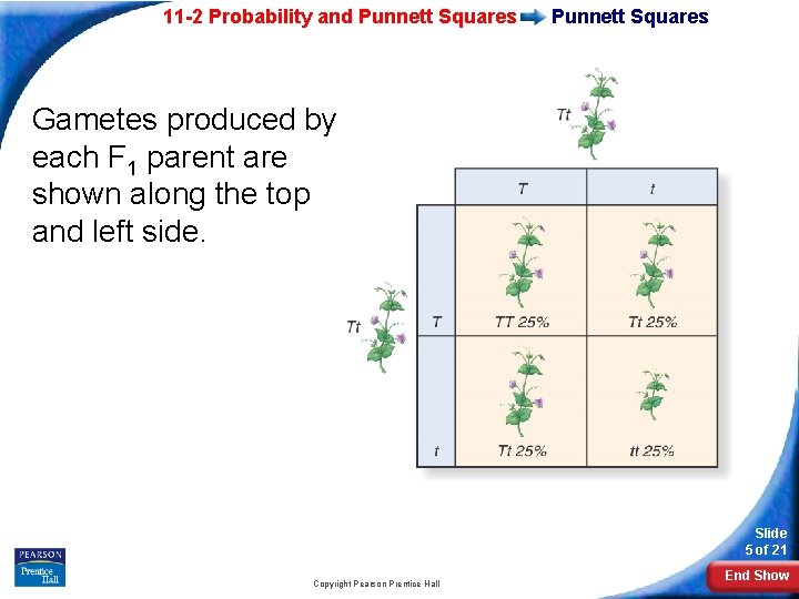 11 -2 Probability and Punnett Squares Gametes produced by each F 1 parent are