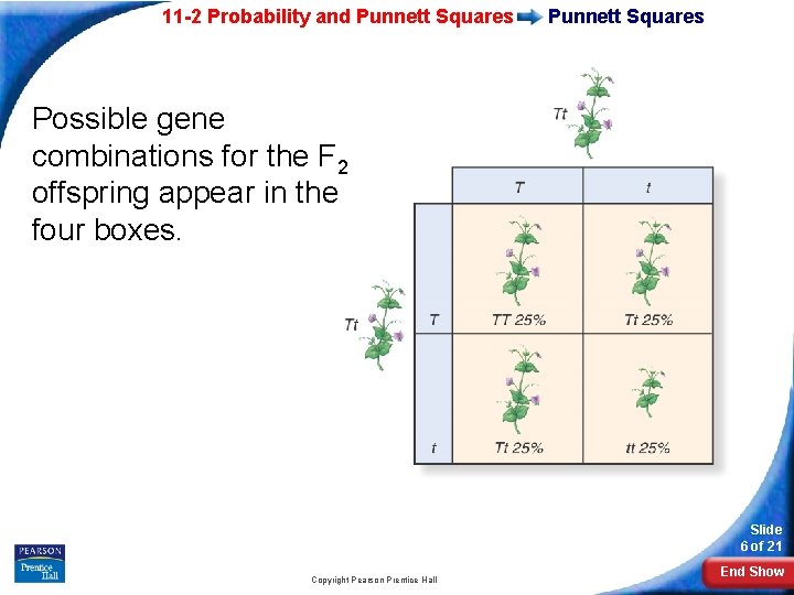 11 -2 Probability and Punnett Squares Possible gene combinations for the F 2 offspring