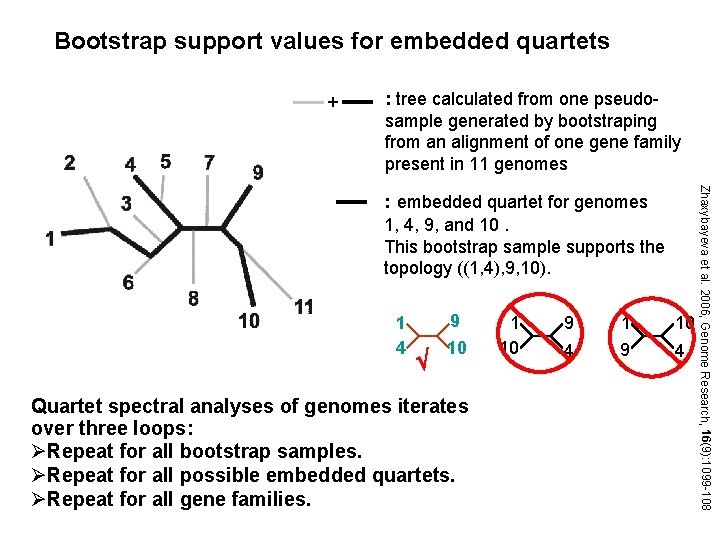 Bootstrap support values for embedded quartets + : tree calculated from one pseudosample generated