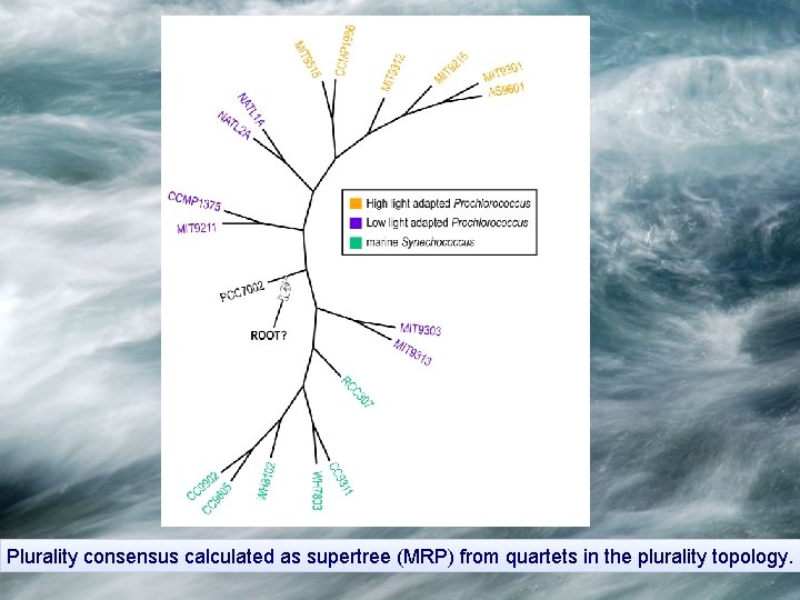 Plurality consensus calculated as supertree (MRP) from quartets in the plurality topology. 