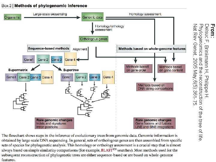 From: Delsuc F, Brinkmann H, Philippe H. Phylogenomics and the reconstruction of the tree