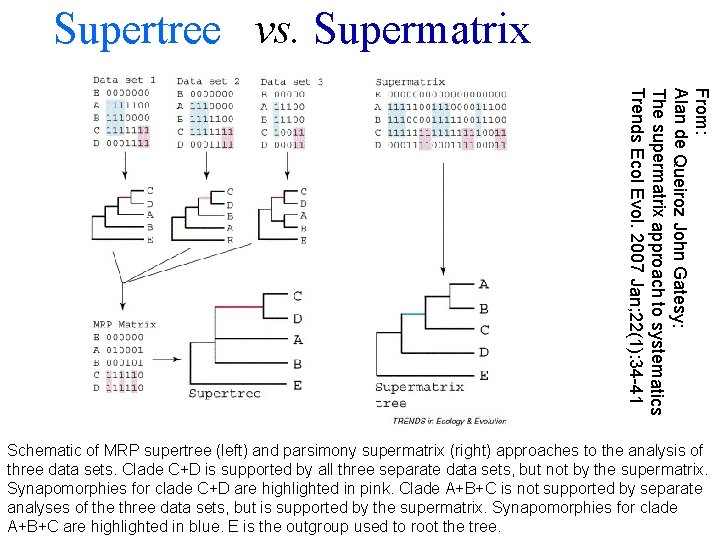 Supertree vs. Supermatrix From: Alan de Queiroz John Gatesy: The supermatrix approach to systematics