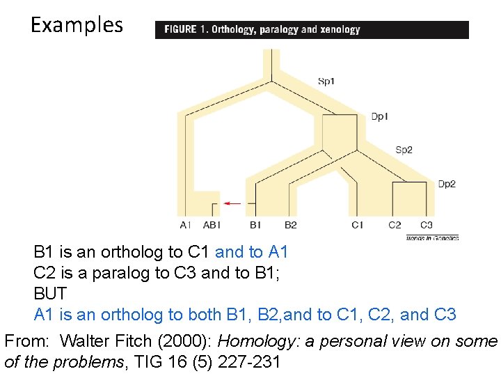 Examples B 1 is an ortholog to C 1 and to A 1 C