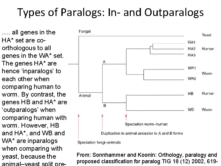 Types of Paralogs: In- and Outparalogs …. all genes in the HA* set are