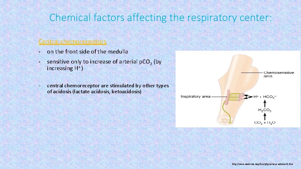 Chemical factors affecting the respiratory center: Central chemoreceptors - on the front side of