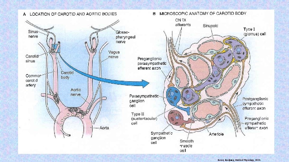 Boron, Boulpaep, Medical Physiology, 2003. 
