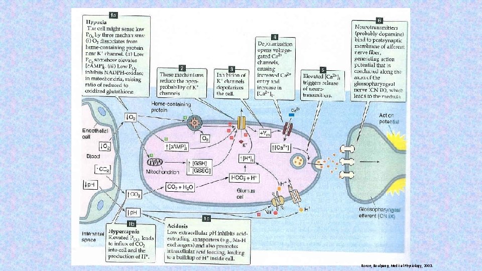 Boron, Boulpaep, Medical Physiology, 2003. 