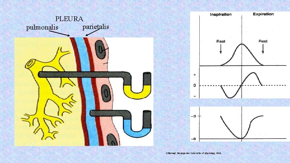 PLEURA parietalis pulmonalis Silbernagl, Despopoulos: Color atlas of physiology, 2006. 