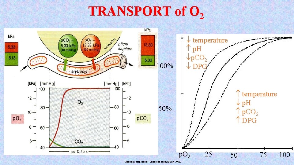 TRANSPORT of O 2 temperature p. H p. CO 2 DPG 100% temperature p.