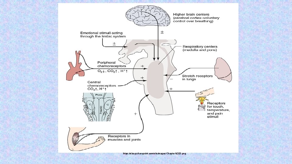 https: //sleep. sharepoint. com/siteimages/Chapter%203. png 