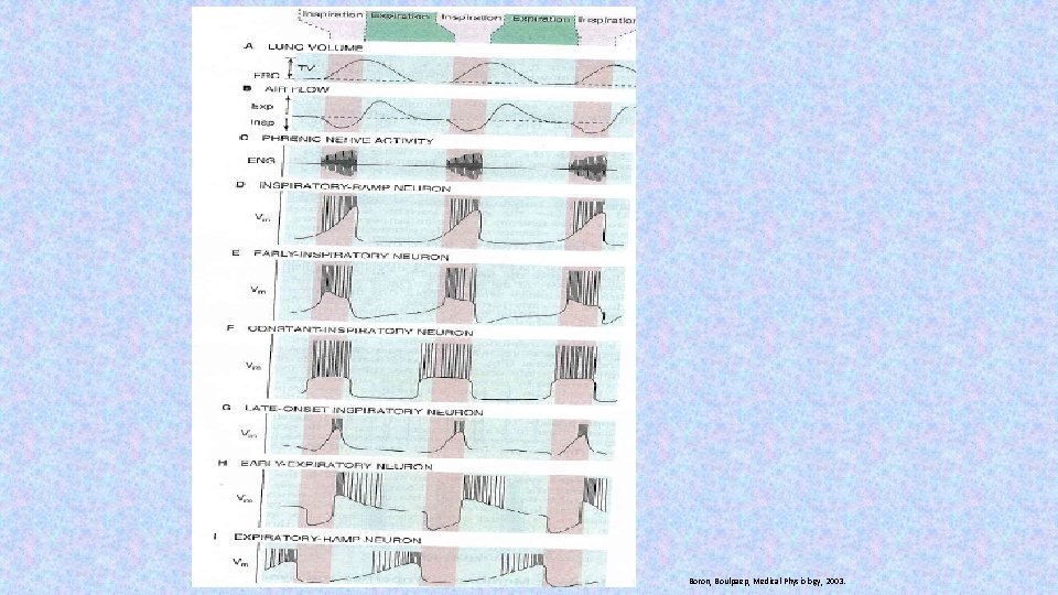 Boron, Boulpaep, Medical Physiology, 2003. 