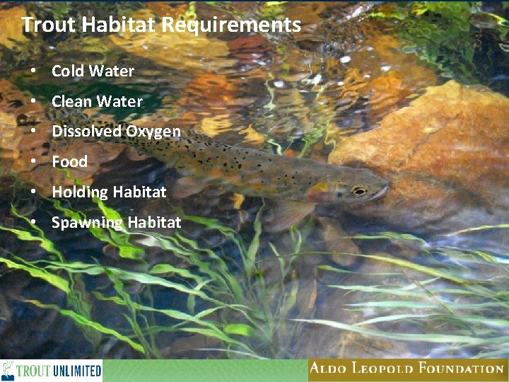 Trout Habitat Requirements • Cold Water • Clean Water • Dissolved Oxygen • Food