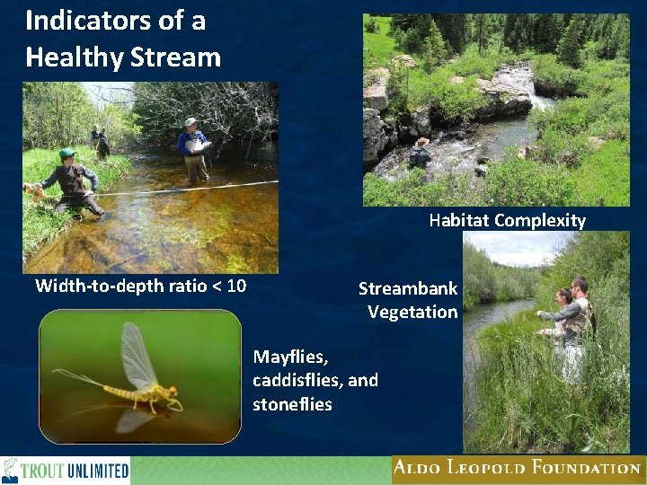 Indicators of a Healthy Stream Habitat Complexity Width-to-depth ratio < 10 Streambank Vegetation Mayflies,