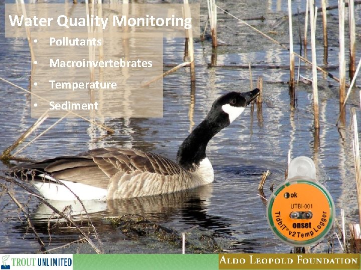 Water Quality Monitoring • Pollutants • Macroinvertebrates • Temperature • Sediment 16 