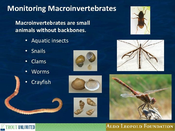 Monitoring Macroinvertebrates are small animals without backbones. • Aquatic insects • Snails • Clams