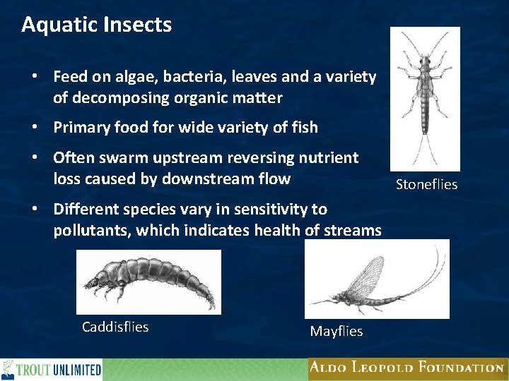 Aquatic Insects • Feed on algae, bacteria, leaves and a variety of decomposing organic